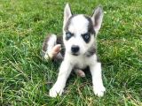Şeytan Maskeli Mavi Gözlü Husky Sibirya Kurdu Yavrularım