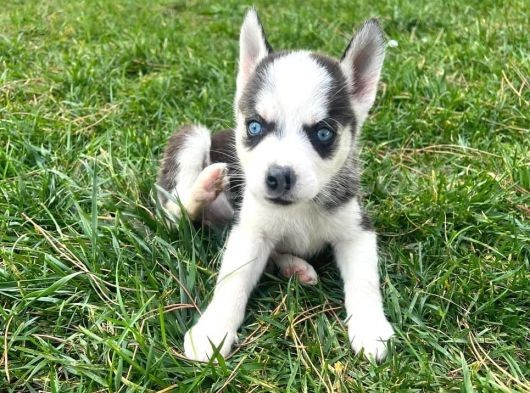 Şeytan Maskeli Mavi Gözlü Husky Sibirya Kurdu Yavrularım görsel