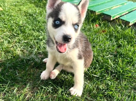 Şeytan Maskeli Mavi Gözlü Husky Sibirya Kurdu Yavrularım görsel