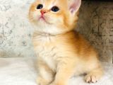 A kalite BRİTİSH SHORTHAİR GOLDEN  yavrular