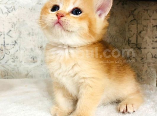 A Kalite Bri̇ti̇sh Shorthai̇r Golden  Yavrular