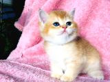 A Kalite Bri̇ti̇sh Shorthai̇r Golden  Yavrular