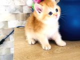 A Kalite Bri̇ti̇sh Shorthai̇r Golden  Yavrular