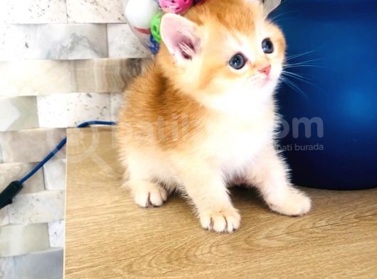 A Kalite Bri̇ti̇sh Shorthai̇r Golden  Yavrular görsel