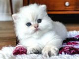 Full Şecereli Safkan Golden Ny11 Ve Ny1133 Bebekleri