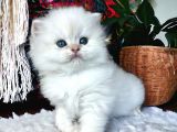 Full Şecereli Safkan Golden Ny11 Ve Ny1133 Bebekleri