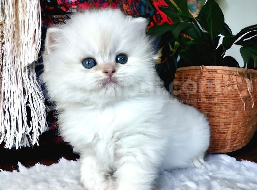 Full Şecereli Safkan Golden Ny11 Ve Ny1133 Bebekleri görsel
