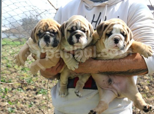 Üst Düzey İngi̇li̇z Buldog Yavrular görsel