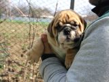 Üst Düzey İngi̇li̇z Buldog Yavrular