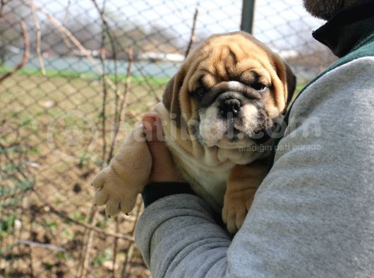 Üst Düzey İngi̇li̇z Buldog Yavrular görsel
