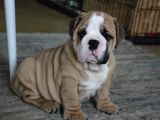 Üst Düzey İngi̇li̇z Buldog Yavrular
