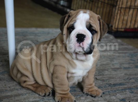 Üst Düzey İngi̇li̇z Buldog Yavrular görsel