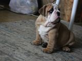 ÜST DÜZEY İNGİLİZ BULDOG YAVRULAR