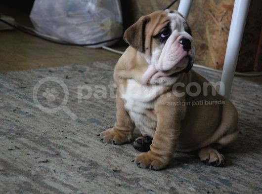 Üst Düzey İngi̇li̇z Buldog Yavrular