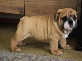 Üst Düzey İngi̇li̇z Buldog Yavrular