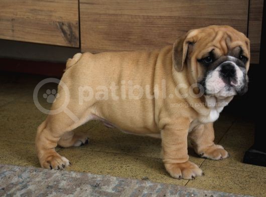 Üst Düzey İngi̇li̇z Buldog Yavrular görsel