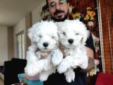 BEMBEYAZ MALTESE TERRİER 0 NUMARA