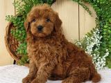 TOOY POODLE YAVRUMUZ 0 TEACUP 