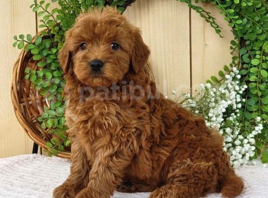 Tooy Poodle Yavrumuz 0 Teacup 