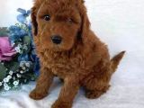 TOOY POODLE YAVRUMUZ 0 TEACUP 