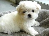 Maltesse Terrier Cinsi Güzel Yavrular 