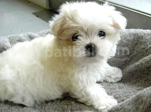 Maltesse Terrier Cinsi Güzel Yavrular 