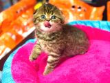 SÜPER KALİTE SCOTTİSH FOLD GOLDEN TABBY YAVRULAR