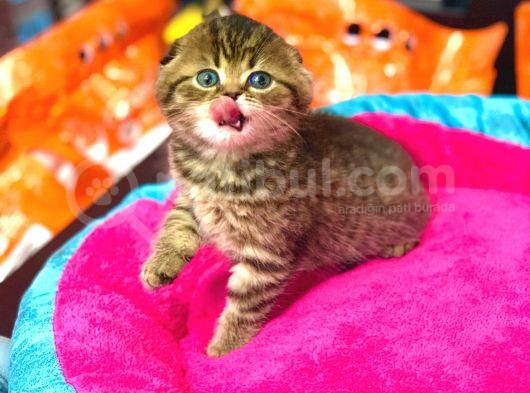 Süper Kali̇te Scotti̇sh Fold Golden Tabby Yavrular