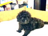 En Güzel Poodle Rengi̇ Safkan Orji̇nal Yavru