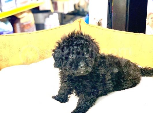 En Güzel Poodle Rengi̇ Safkan Orji̇nal Yavru görsel