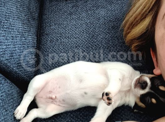 Xxxs 3 Aylık Erkek Chihuahua görsel