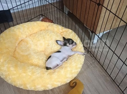 Xxxs 3 Aylık Erkek Chihuahua görsel