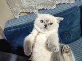 Efsane Güzellikte Scottish Fold Beyaz Gri̇ Yvrlr