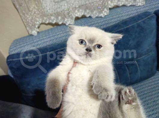 Efsane Güzellikte Scottish Fold Beyaz Gri̇ Yvrlr görsel
