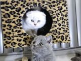Efsane Güzellikte Scottish Fold Beyaz Gri̇ Yvrlr