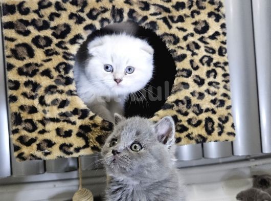 Efsane Güzellikte Scottish Fold Beyaz Gri̇ Yvrlr görsel