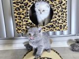 Efsane güzellikte scottish fold beyaz GRİ YVRLR
