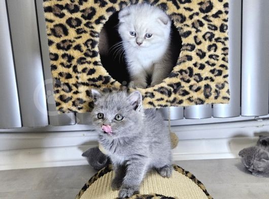 Efsane Güzellikte Scottish Fold Beyaz Gri̇ Yvrlr