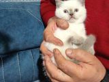 Efsane Güzellikte Scottish Fold Beyaz Gri̇ Yvrlr