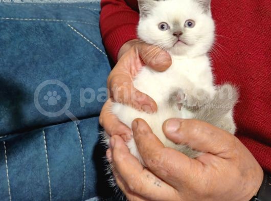Efsane Güzellikte Scottish Fold Beyaz Gri̇ Yvrlr görsel