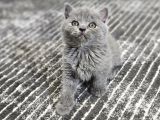 Efsane Güzellikte Scottish Fold Beyaz Gri̇ Yvrlr