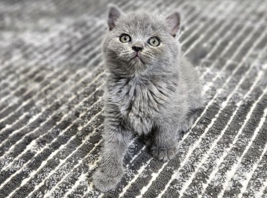 Efsane Güzellikte Scottish Fold Beyaz Gri̇ Yvrlr görsel
