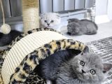 Efsane Güzellikte Scottish Fold Beyaz Gri̇ Yvrlr
