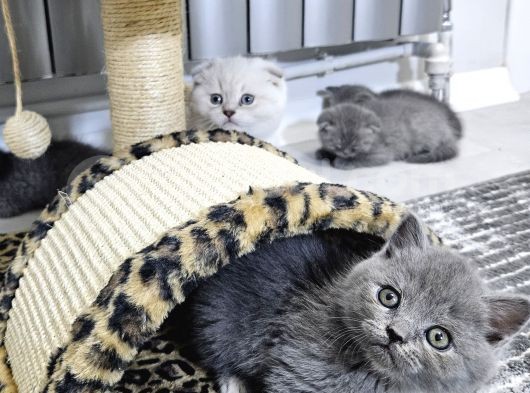 Efsane Güzellikte Scottish Fold Beyaz Gri̇ Yvrlr görsel