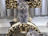 Efsane Güzellikte Scottish Fold Beyaz Gri̇ Yvrlr
