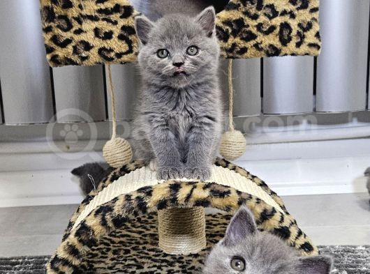 Efsane Güzellikte Scottish Fold Beyaz Gri̇ Yvrlr görsel
