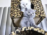Efsane Güzellikte Scottish Fold Beyaz Gri̇ Yvrlr
