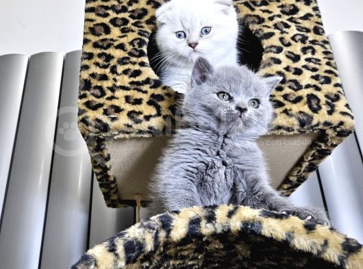 Efsane Güzellikte Scottish Fold Beyaz Gri̇ Yvrlr görsel