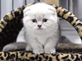 Efsane Güzellikte Scottish Fold Beyaz Gri̇ Yvrlr