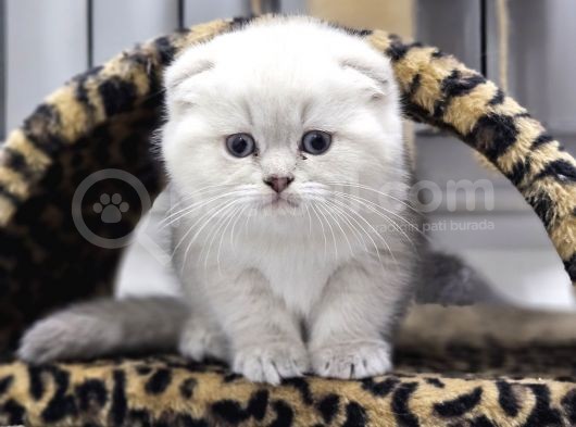 Efsane Güzellikte Scottish Fold Beyaz Gri̇ Yvrlr görsel